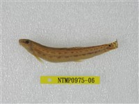 藏品(中華鰍)的圖片